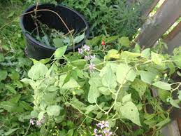We did not find results for: Vine Like Weed Growth With Lilac Flowers And Small Reddish Fruit Gardening Landscaping Stack Exchange