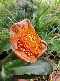 Image result for Scadoxus pole-evansii