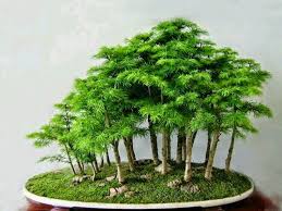 Pin Von Domenico Porcelli Auf Bonsai Boschetto Bonsai Bonsai Baum Pflanzen