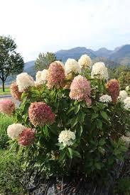 Hortensie Rispenhortensie Hydrangeasya Chama Leon Rispenhortensie Pflanzen Und Hortensien