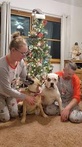 Who is hoping for a HAPPY new year? Look no further because your Happy is  right here waiting to join your pack! This dude is absolutely awesome:  -Walks well