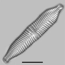 Image result for Strephonema