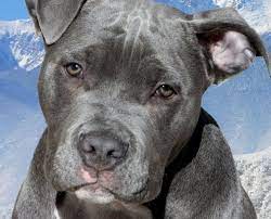 Pin On Pitbull