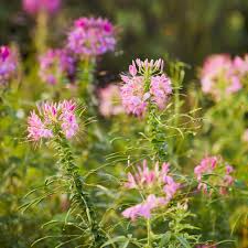 Image result for Cleome angustifolia