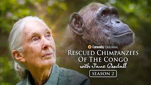 PremiereNews: Watch the moving story of the Jane Goodall Institute's  Tchimpounga Chimpanzee Rehabilitation Center