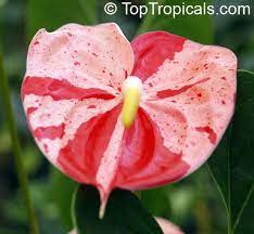 Pin On Lilly Variedad De Flores