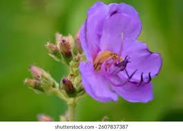 Image result for Dissotis princeps