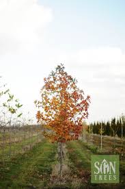 Image result for Liquidambar