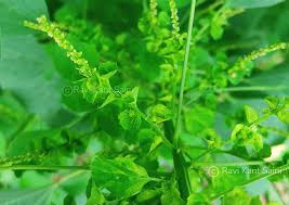 Image result for Acalypha indica