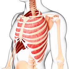Your intercostal muscles lie between your ribs. External Intercostals Anatomy Function And Treatment
