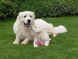 great pyrenees maremma kuvasz tatra polish sheepdog panosundaki pin