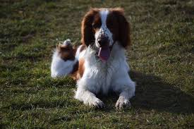 The welsh springer spaniel is renowned for their devotion and loyalty, earning them a reputation of being a dog that needs to be with their owner every moment that they're home. Zucht Welsh Springer Spaniel Animal Train