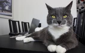 It is common though for gray cats to also have white. 100 Great Names For Grey Cats From The Happy Cat Site
