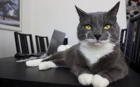 If you guessed grubby you are right. 100 Great Names For Grey Cats From The Happy Cat Site