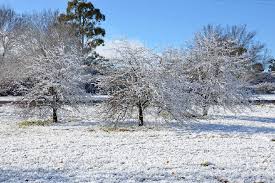 Light winds becoming easterly 15 to 25 km/h during the morning then becoming light during the evening. Guyra Shivers Through First Frost Of 2017 The Armidale Express Armidale Nsw