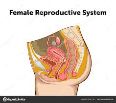 Education Chart Of Biology For Female Reproductive System