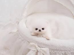 This pomeranian was born very light colored. Newborn Teacup Pomeranian Puppies For Sale Pets Lovers