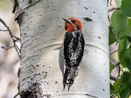 Many creatures benefit from the sap wells that these woodpeckers drill in trees. Red Breasted Sapsucker Ebird
