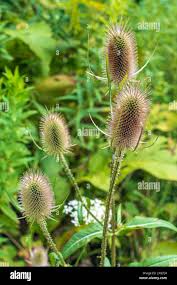 Image result for Dipsacaceae