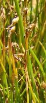 Image result for Isolepis sp.no.1