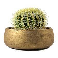 At its full potential, the golden barrel cactus can attain a height of four feet with a diameter of up to ten feet, according to one source. Echinocactus Grusonii Golden Barrel Cactus Hortology