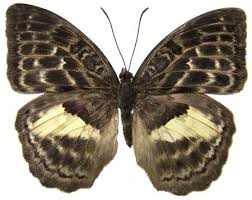 Image result for Hypselodelphys scandens