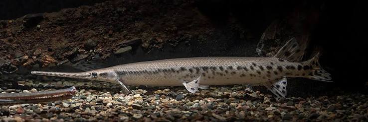 Longnose gar - Wikipedia