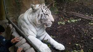Tigresse — tigre et tigresse (ti gr (le mâle) et ti grès (la femelle)) s. Tigresse Blanche Picture Of Skip The Line Zooparc De Beauval Entrance Ticket Saint Aignan Tripadvisor