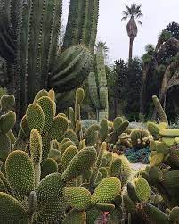 There are the desert cacti which is certainly the first type to come to mind whenever someone hears i water my jungle cacti about once a week. Wish I Was In The Desert Right Now With All My Cacti Friends Where Would You Go If You Could Jump On A Plane Right Now Ph Cactus Garden Plants Cactus