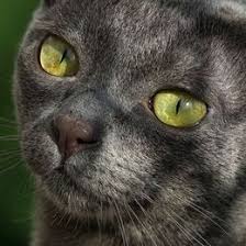 Die korat ist eine mittelgroße katze mit einem eher gedrungenen körper. Koratkatze Allekatzenrassen De