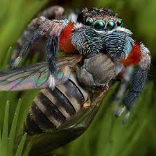 531 Otmetok Nravitsya 19 Kommentariev Michael Project Maratus Michael Doe Project Maratus V Instagram Jotus Aur Pet Spider Arachnids Weird Creatures