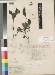 Image result for Acanthopale pubescens