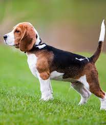 The Beagle Is A Breed Of Hunting Dog That Has Been A Popular Human Companion For Centuries The Dog Is One Of The Mo Beagle Dog Breed Cute Beagles Beagle Puppy