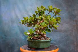 Image result for Ficus bubu