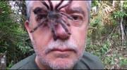 Man lets poisonous spiders crawl across his face