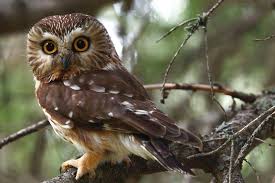 An Owl Trapped In A Christmas Tree Once Traveled From Oregon Into Canada Audubon Your owl stock images are ready. an owl trapped in a christmas tree once