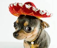 Pets Enjoying Cinco De Mayo Chihuahua Cute Chihuahua Chihuahua Dogs