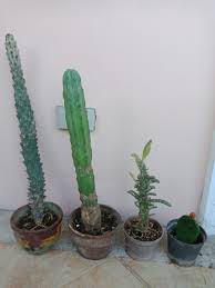 Cacti & succulents house plants garden. Cactus Furniture Home Living Gardening Plants Seeds On Carousell