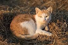 The term neutering essentially means surgically preventing your cat from reproducing. Cat Wikipedia