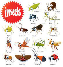 The main categories of insects are butterflies, moths, beetles, centipedes, flies, grasshoppers, and social insects. The Wonderful World Of Insects Pitara Kids Network