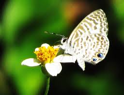 Image result for Tragia lasiophylla