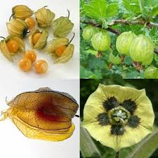 It was the cacao tree, known to the aztecs as xocatl. Cape Gooseberry Physalis Peruviana Fruit Berry Berries Seeds Seeds For Africa