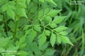 Image result for Bidens bipinnata