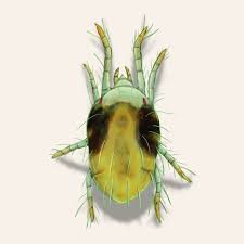 Image result for spotted spider mite