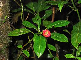 Image result for Psychotria heterosticta