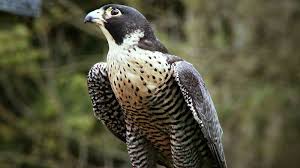 After significant recovery efforts, peregrine falcons have made an incredible rebound and are now regularly seen in many large cities and coastal areas. Peregrine Falcon Speed Diet Facts Britannica