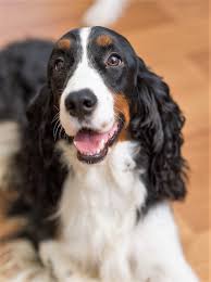 If you are unable to find your labrador retriever puppy in our puppy for sale or dog for sale sections, please consider looking thru thousands of labrador retriever dogs for adoption. Tri Colored Springer Spaniel Puppies For Sale Off 51 Www Usushimd Com