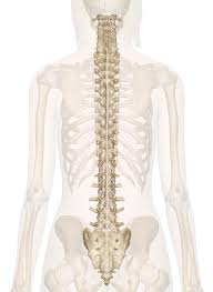 In skeletal animation, bones is the part of a skeletal system used to help control realistic movement of the model. Spine Anatomy Pictures And Information Human Spine Anatomy Back Human Body Diagram