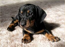 Image result for sedmihradský honič