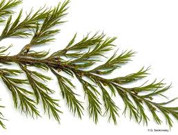 Image result for Abrodictyum